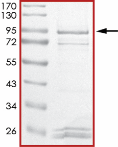 EGFR (L718Q T790M L858R), Active